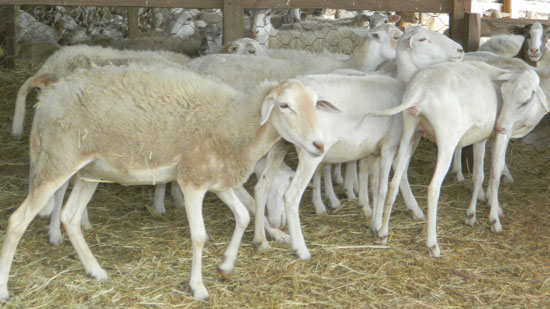 “Parásitos están matando a ovejas y cabras en corregimientos de ... - ElPilón.com.co (Registro)