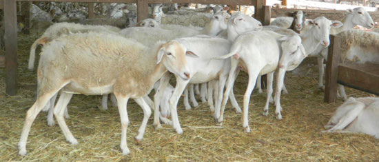 Investigan muerte de 200 ovejas en resguardo Wiwa - ElPilón.com.co (Registro)