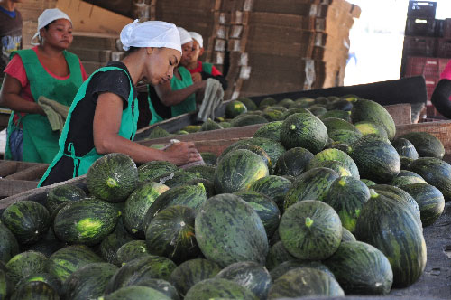 El melón piel de sapo que se está produciendo es para consumo local, el año pasado, mucha de esta fruta se fue para el exterior.
