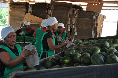 Las frutas y hortalizas representan un negocio grande, debido al buen precio en el país como en el exterior. 