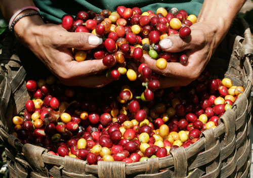 El municipio de Pueblo Bello produce cerca de 3 millones de kilos de café al año. 