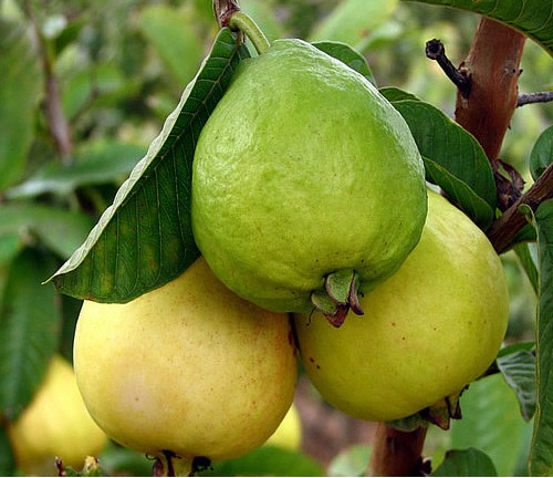 Por plaga declaran en estado de emergencia cultivos de guayaba de Bolívar y  Atlántico