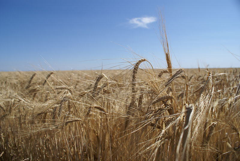 El Gobierno Nacional promueve la siembra de cereales. Archivo/EL PILÓN