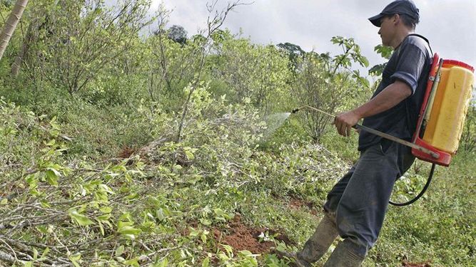 Aprueban Colombia uso del para la terrestre de coca