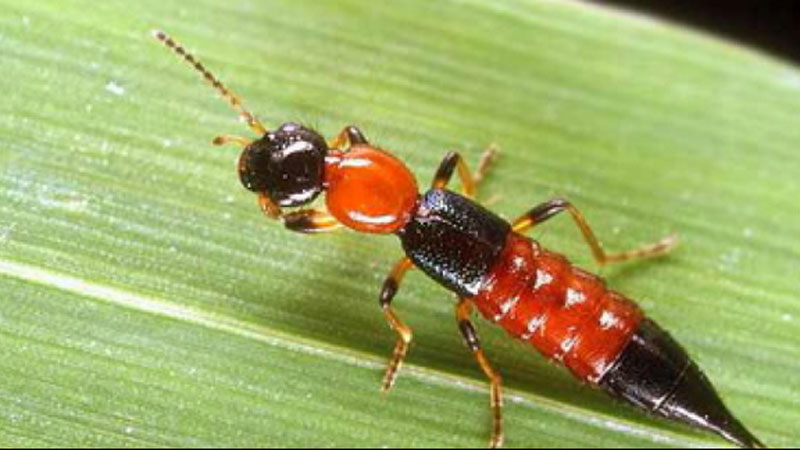 Expertos determinaron que el ‘Paederus Irritans’ es un insecto beneficioso para los cultivos. Archivo/EL PILÓN