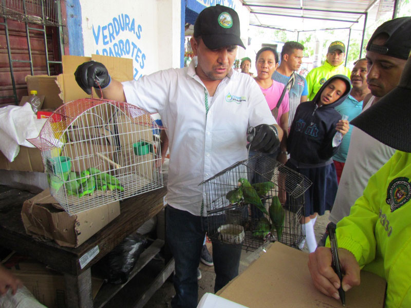 La Red de Fauna y Flora de Corpocesar hizo entrega al serpentario del Instituto Nacional de Salud de cinco ejemplares de cascabel, para la producción de suero antiofídico de Colombia. 

