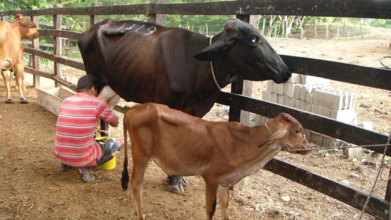 El verano ha desmejorado los ganados generando la reducción de la producción de leche.