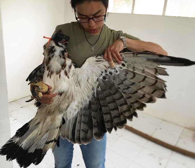 Ana María Morales, bióloga de la Fundación revisando el ave que falleció en el mes de enero del presente año en el Centro de Atención de Corpocesar.

Foto: Referencia.
