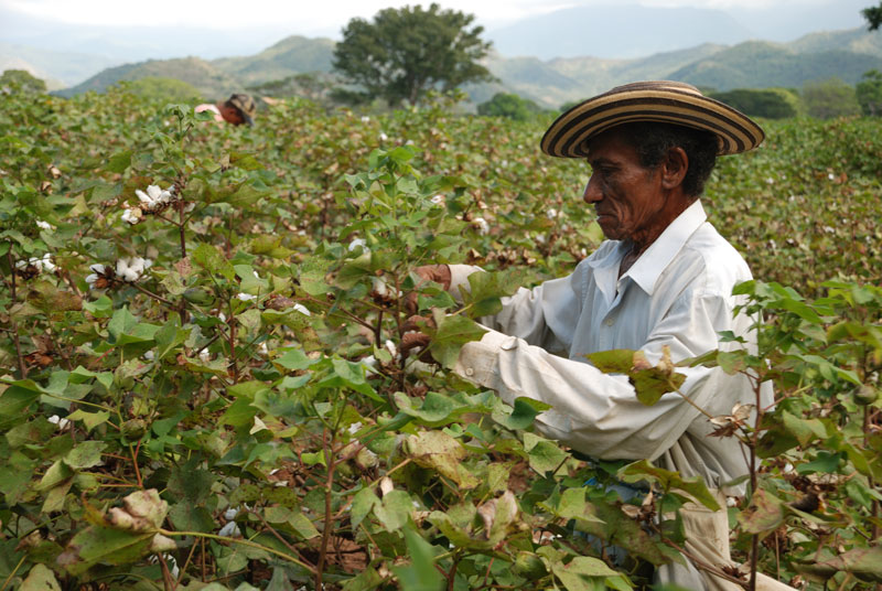Con la presentación de una nueva semilla, buscarán darle un nuevo impulso a la siembra de algodón en el Cesar, Magdalena y La Guajira.

REFERENCIA