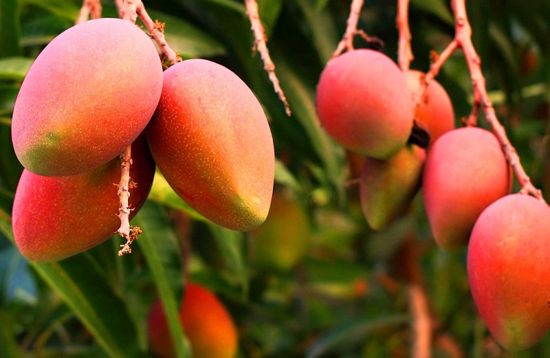 Mangos De Mariangola Podrían Exportarse A Europa 6296
