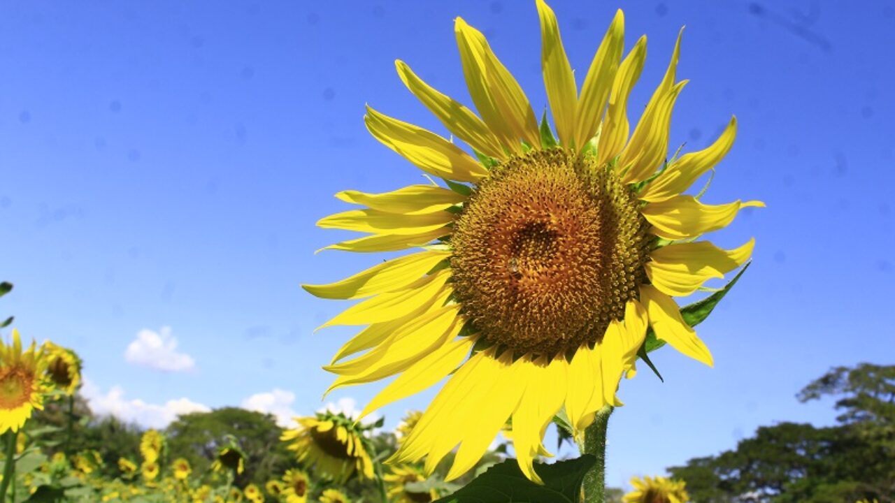 Girasoles: proyecto agrícola con impacto turístico