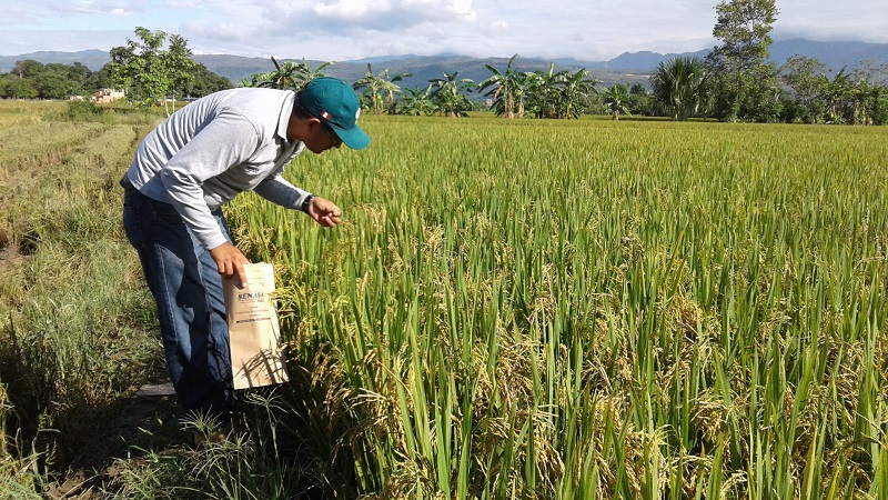 Los cerca de 1.200 productores del Cesar y sur de La Guajira claman ayuda del Gobierno nacional para evitar golpes por los bajos precios del arroz. Archivo/EL PILÓN 