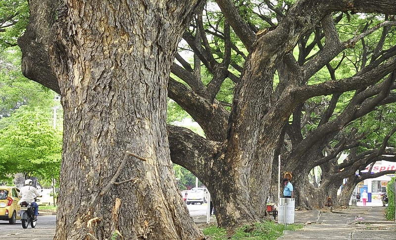 Los árboles grandes pueden generar mayores afectaciones en las zonas urbanas.

FOTO/JOAQUÍN RAMÍREZ.