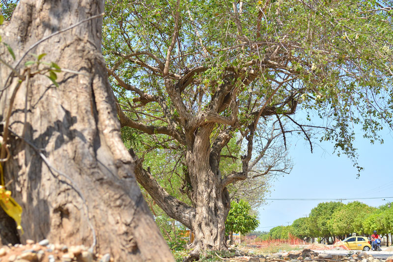 El 40% de los árboles de Valledupar están enfermos. 

FOTO/JOAQUÍN RAMÍREZ. 
