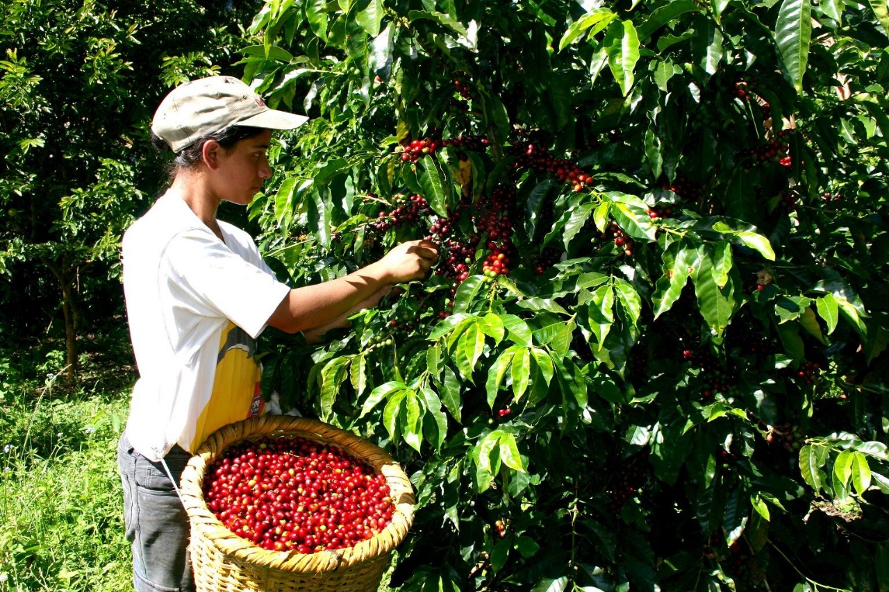 Shortage of pickers puts coffee quality at risk in Cesar