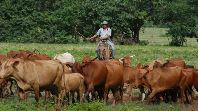 En el Cesar hay aproximadamente 1.600.000 cabezas de ganado.