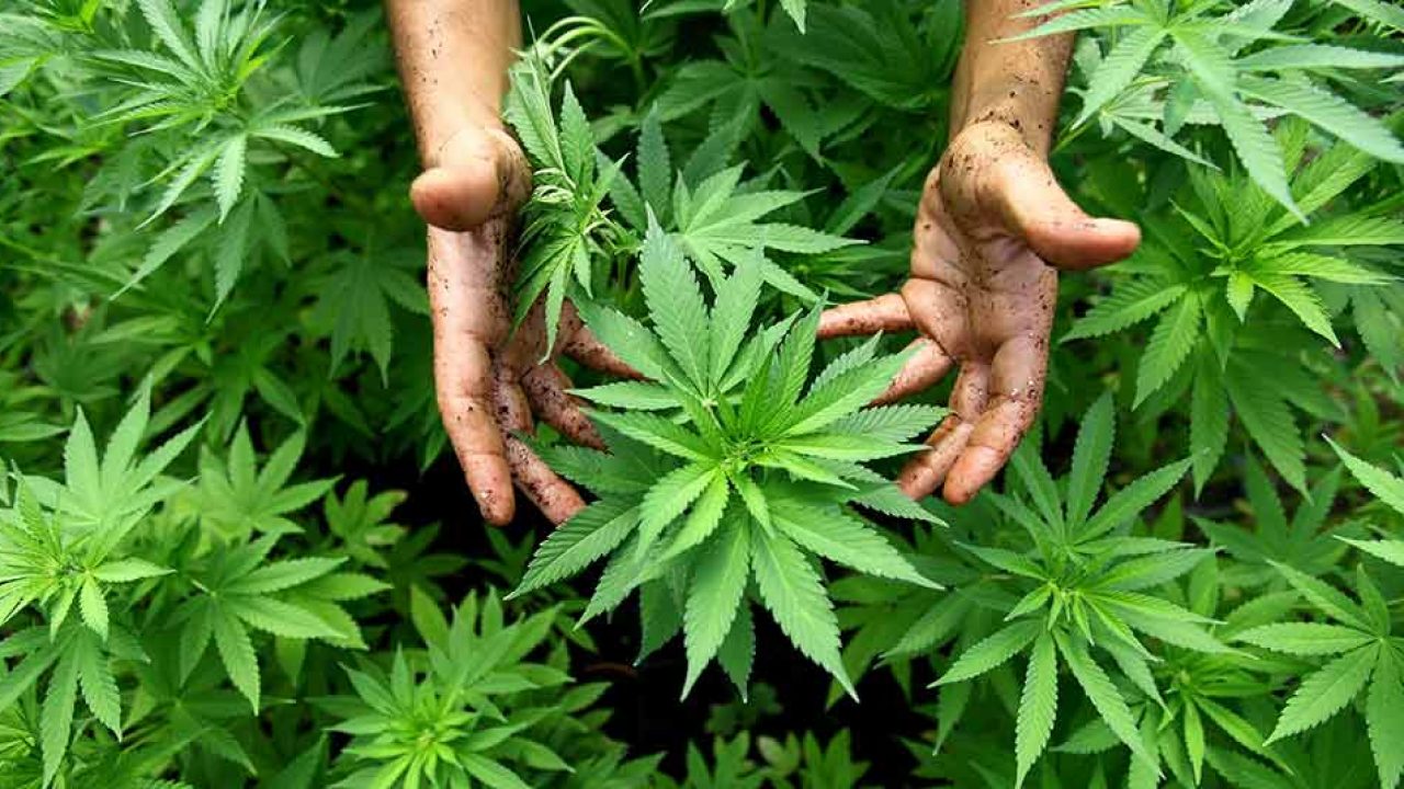 Con la expedición de la resolución, la industria colombiana productora de cannabis puede iniciar todos los procesos de producción.