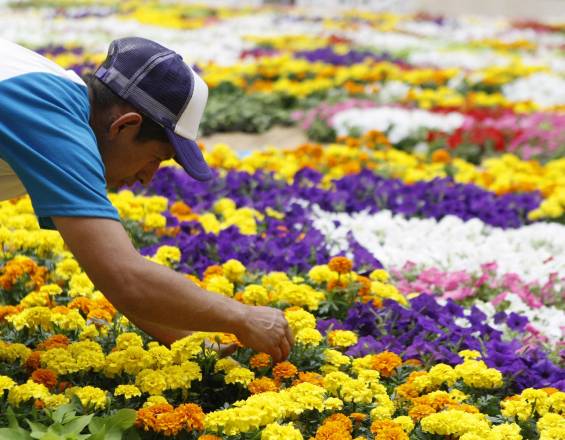 Colombia es el segundo exportador mundial de flores después de Holanda con una participación del 17%. FOTO: CORTESÍA. 
