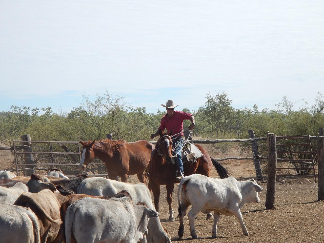 En el Cesar hay alrededor de un millón seiscientas mil cabezas de ganado, según Fedegan.      / FOTO: PIXABAY.
