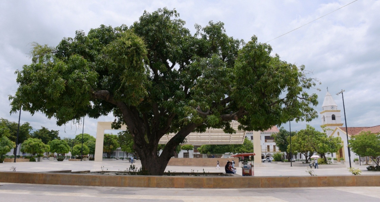 El palo de mango de la Plaza Alfonso López, referente en la historia de Valledupar