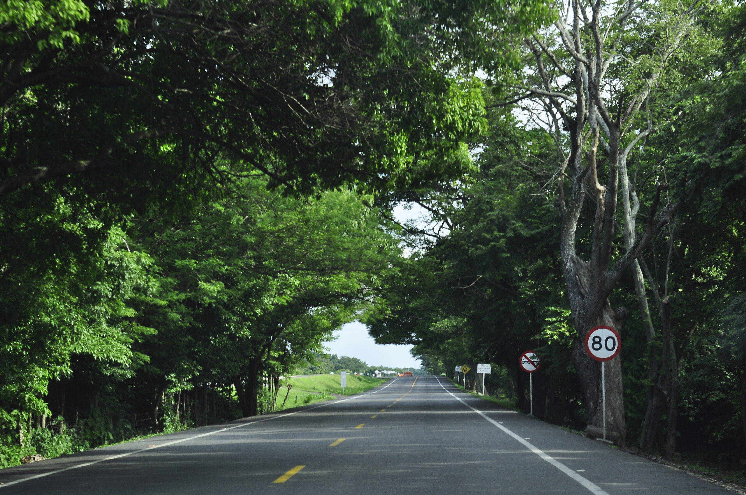  Los objetos fijos a un costado de la vía, entre esos los árboles, podrían aumentar la letalidad en los accidentes de tránsito  Foto: Joaquín Ramírez. 