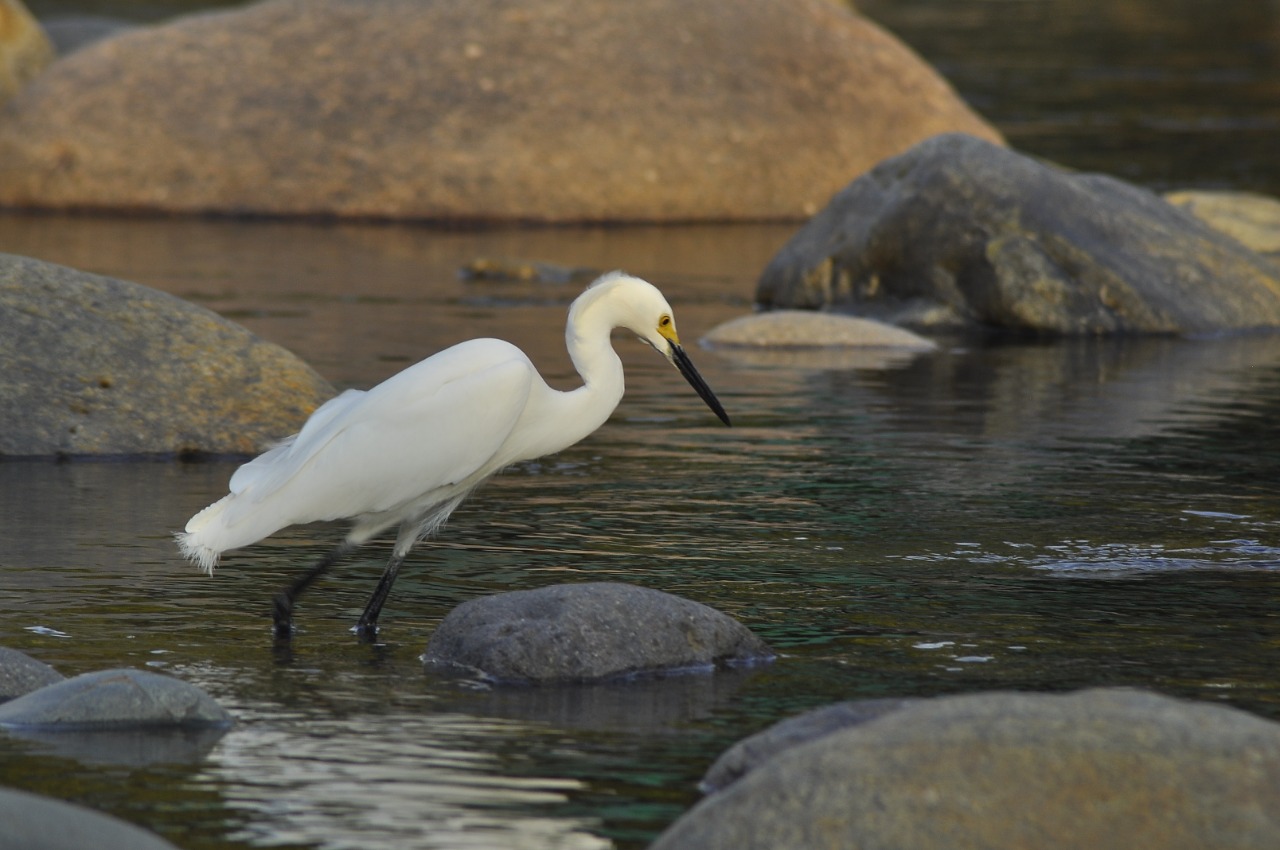 En la ciénaga de Zapatosa, la Sierra Nevada de Santa Marta y la serranía del Perijá se evidencian todo tipo de aves.
