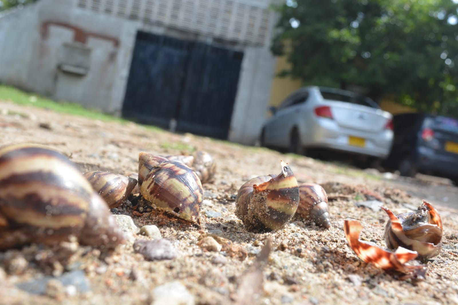 Aumenta la presencia de caracol africano en Valledupar. FOTO: JOAQUÍN RAMÍREZ. 
