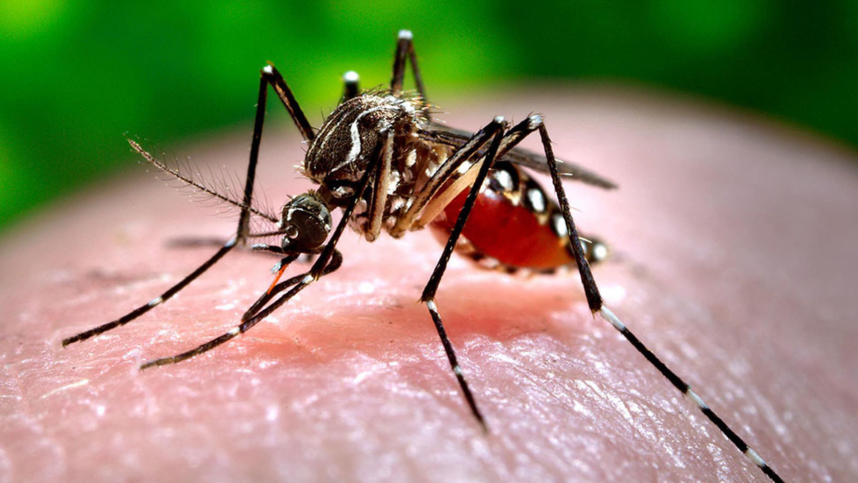 Mosquito Aedes Aegypti, transmisor del dengue.  FOTO: CORTESÍA. 