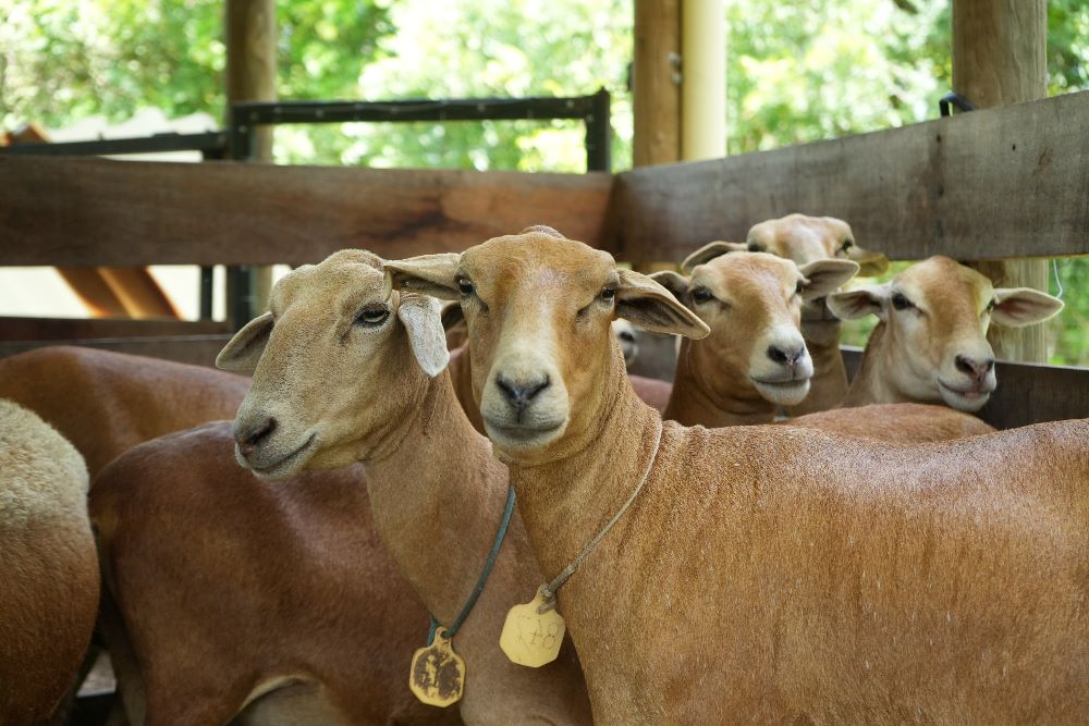 Presentan modelo productivo de carne ovina. FOTO: CORTESÍA. 
