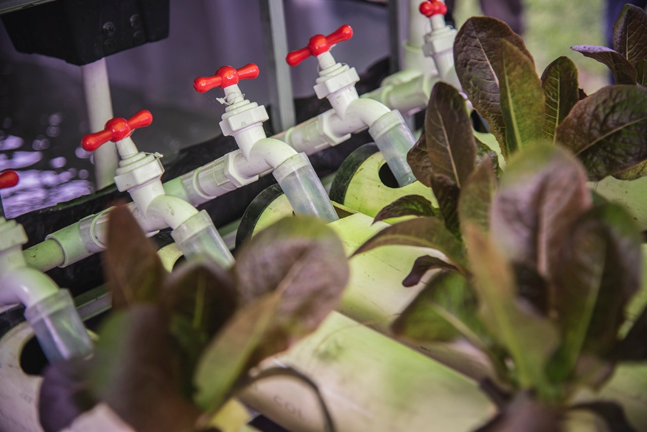Los sistemas acuapónicos son eficientes porque vinculan la producción de plantas hidropónicas con sistemas acuícolas de recirculación. FOTO: CORTESÍA.