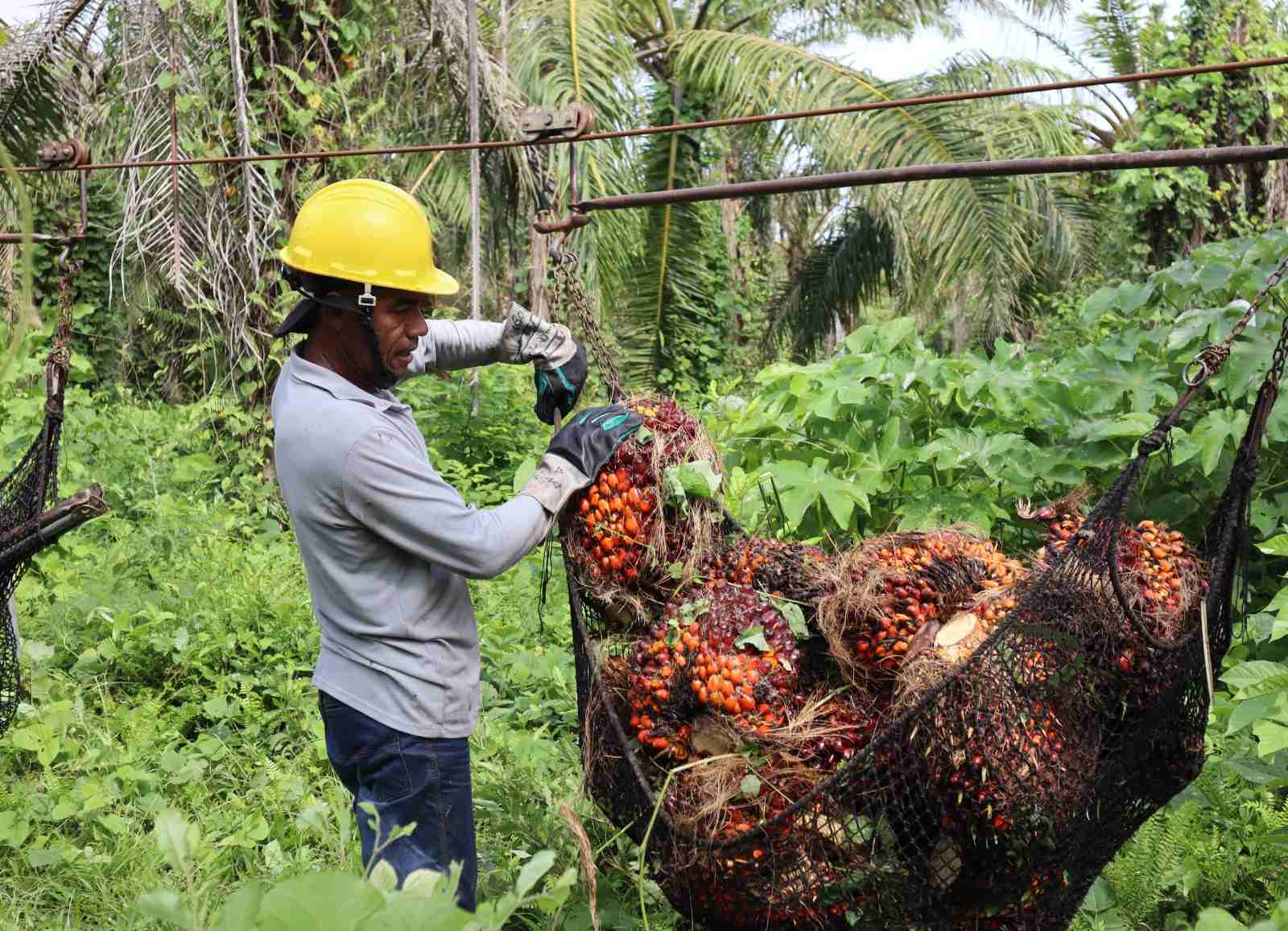En el Cesar hay más de 77.869 hectáreas de palma de aceite sembradas.