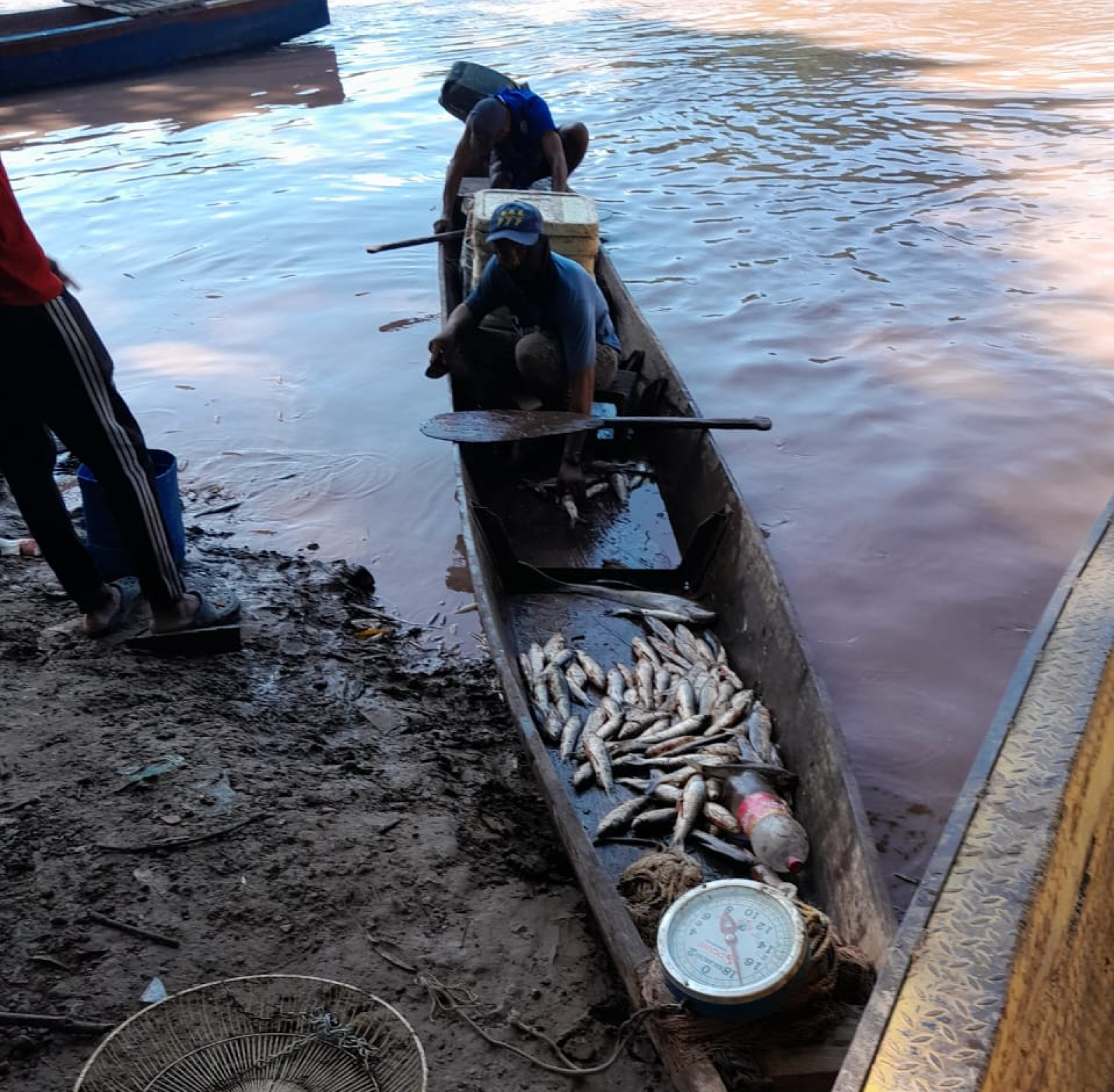 Un gran porcentaje de especie de pescado resultaron muertos tras contaminación en el río Cesar.

Foto: CORTESÍA