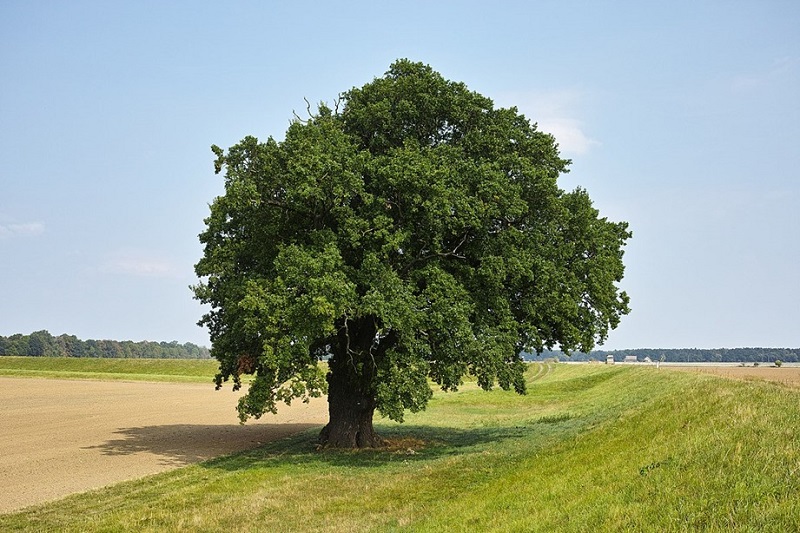 Defender y preservar los árboles es favorable para la vida humana.
