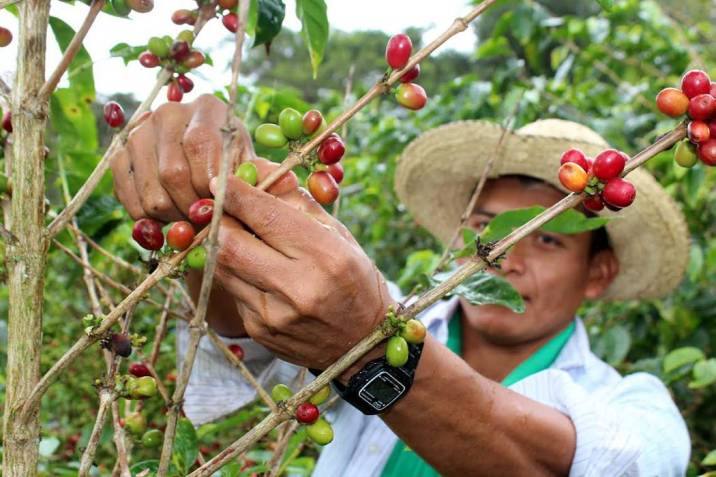 La cosecha de café en el Cesar estaría siendo recolectada por las mismas familias productoras. /Foto: REFERENCIA
