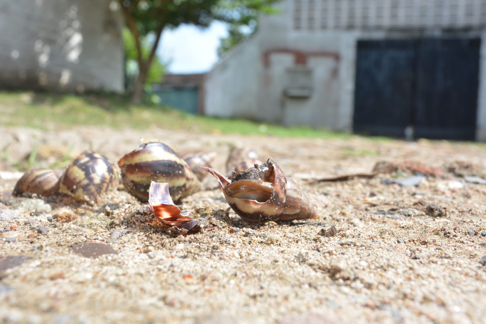 La presencia de caracoles africanos causa preocupación en los habitantes del callejón Concha Moreno. /Foto: REFERENCIA 
