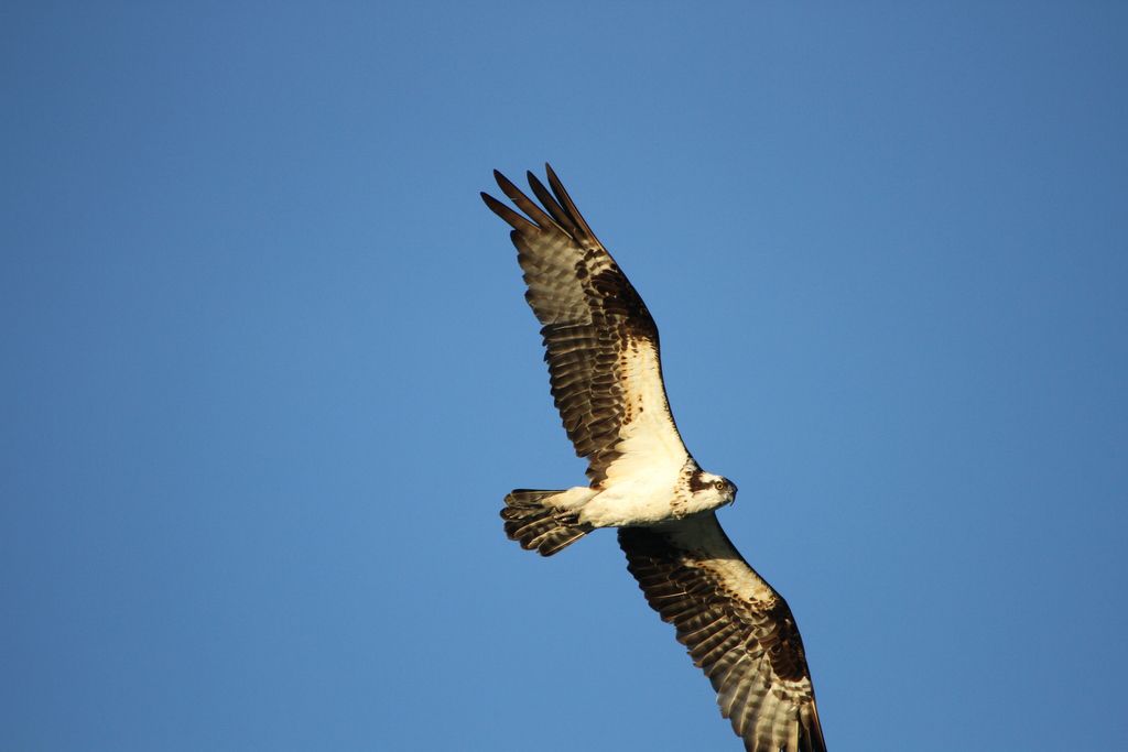 El avistamiento del águila es considerado un logro obtenido por las diferentes estrategias de conservación y protección realizadas por la empresa minera. /Foto: CORTESÍA 
