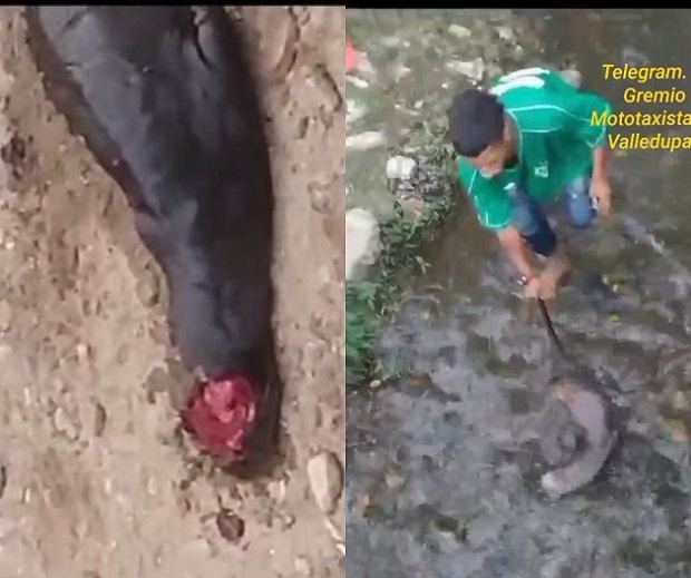 La nutria fue brutalmente asesinada a piedras y palos. 

CAPTURA VIDEO.